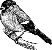 finch.png